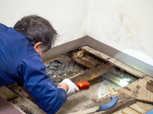 Best Water Damage Restoration  in Keenesburg, CO