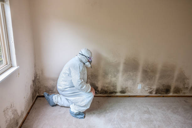 Mold Testing and Removal in Keenesburg, CO