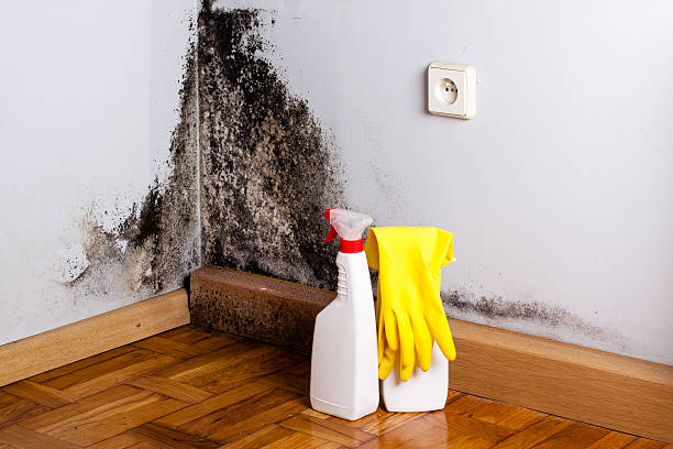 Best Mold Damage Repair  in Keenesburg, CO