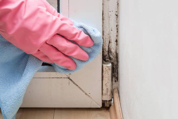 Best Office Mold Removal Services  in Keenesburg, CO